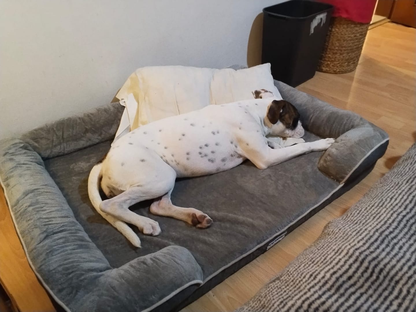 Customer photo review of Cama Ortopédica para Perros