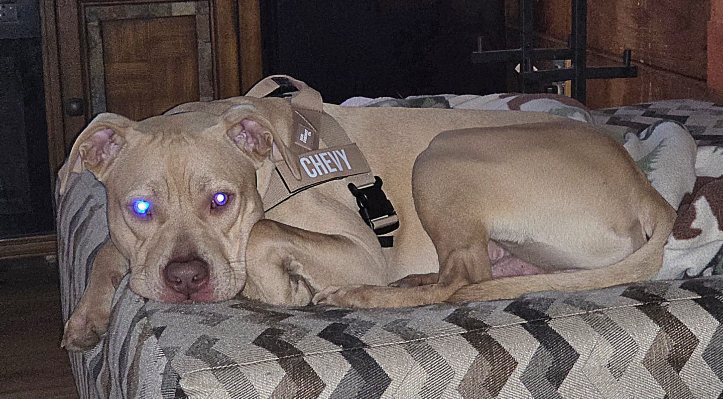 Customer photo review of No Pull Bully Proof Harness