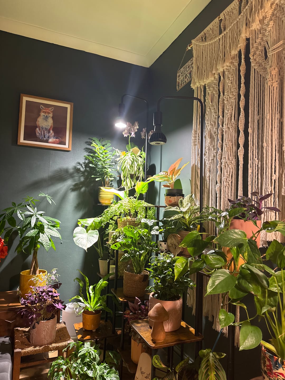 Customer photo review of Pianta Grow Light and Adjustable Floor Lamp Bundle