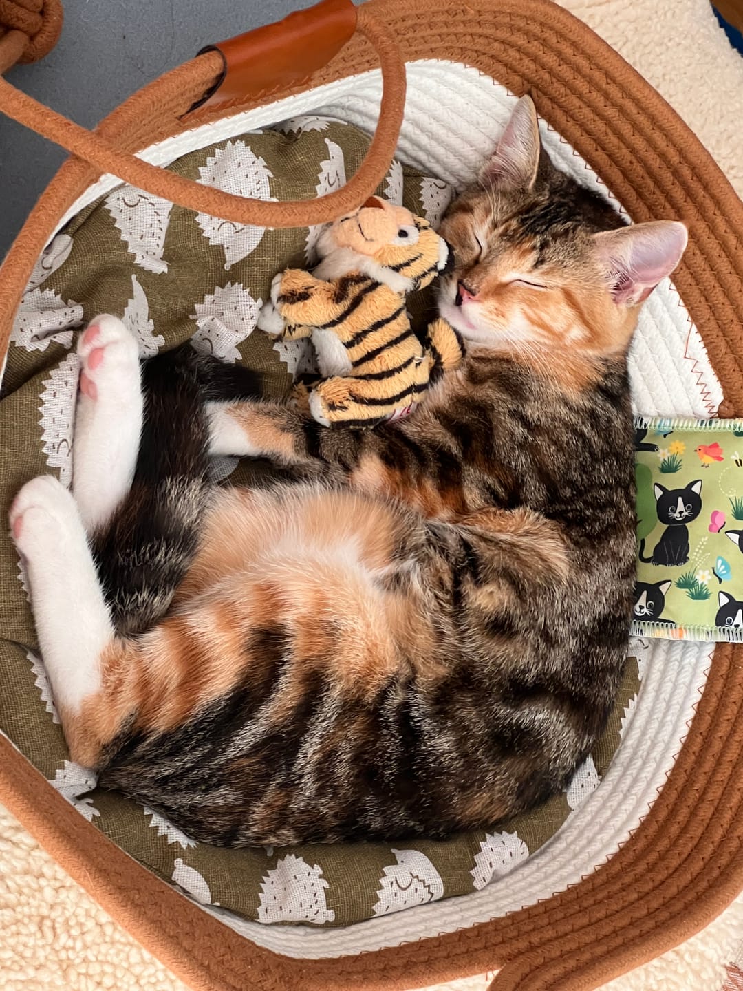 Customer photo review of Instinct Basket | Meet the first research-backed natural territory for indoor cats