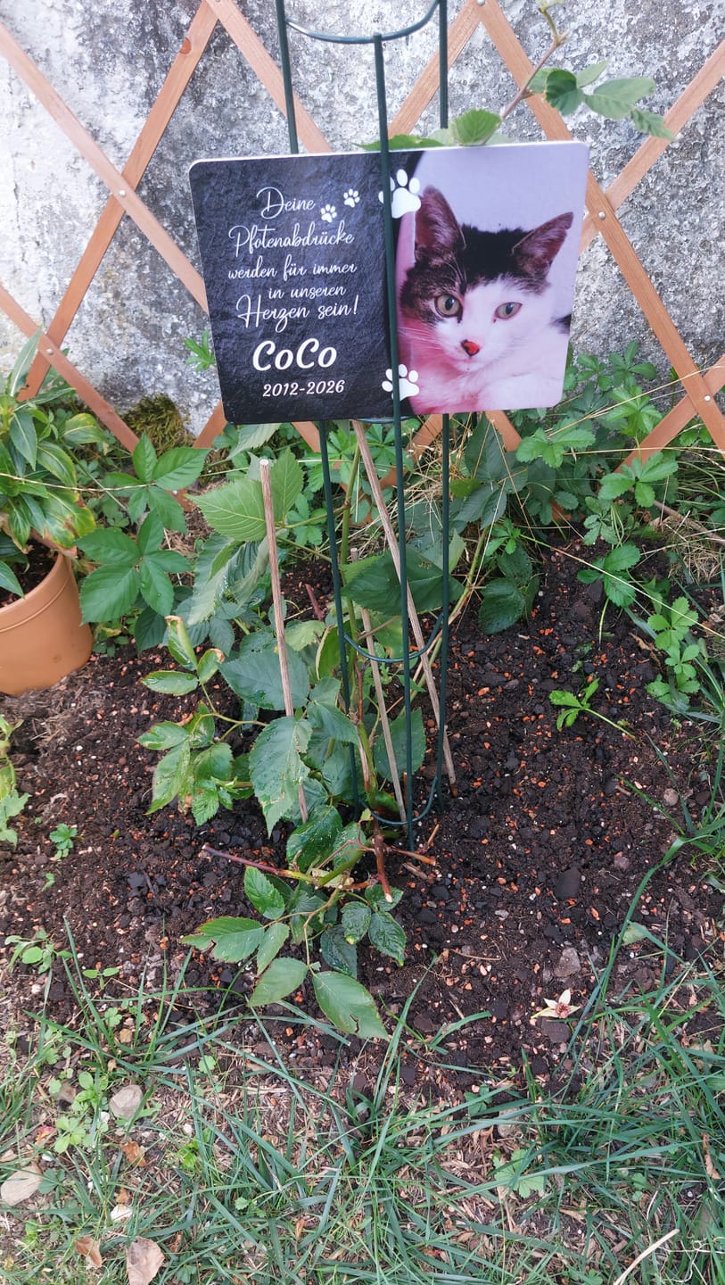 Customer photo review of Katzen Gedenktafel mit Foto & Spruch (UV- & Wetterfest)