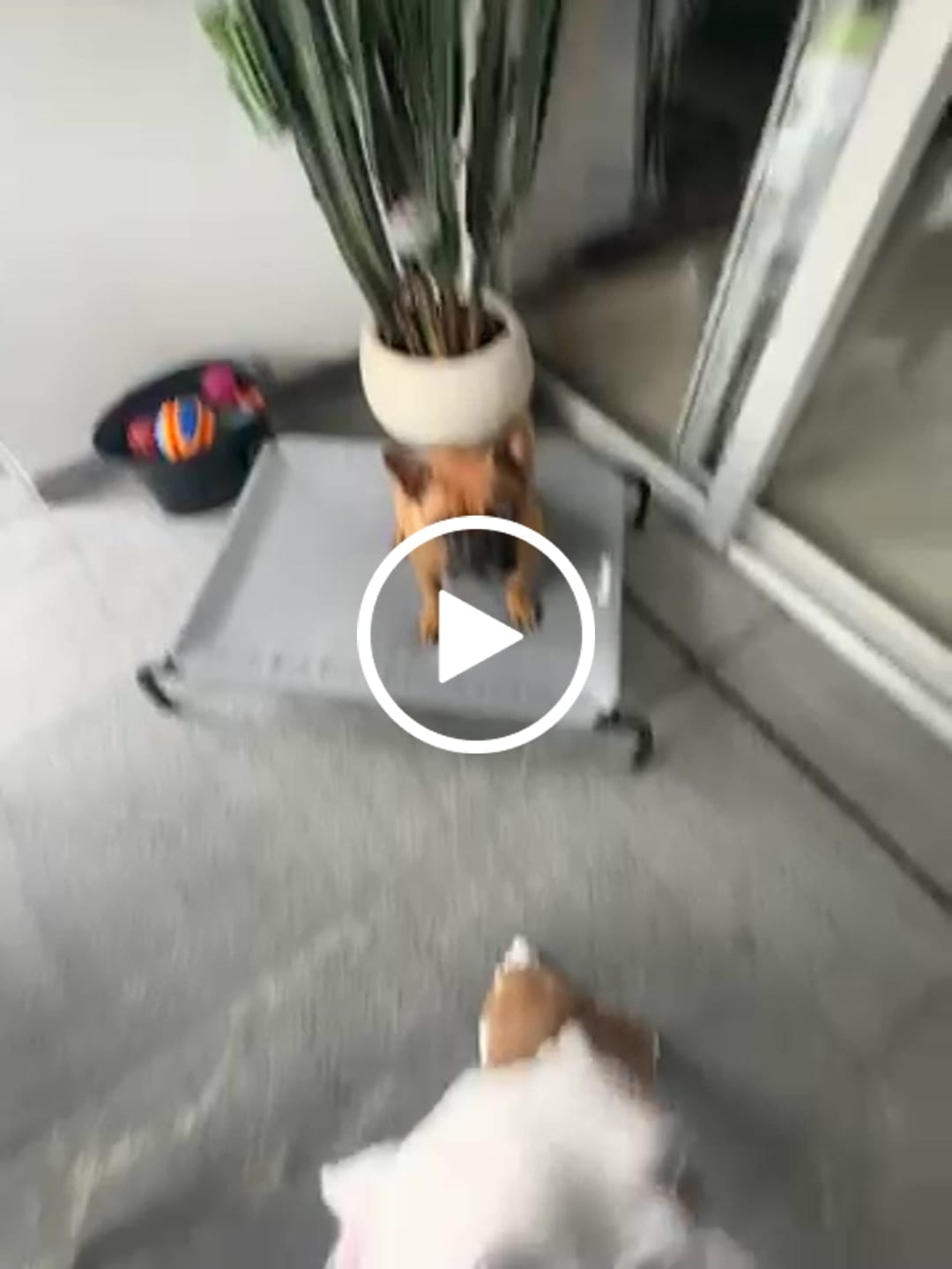 Customer video review of Cama Elevada para Perros