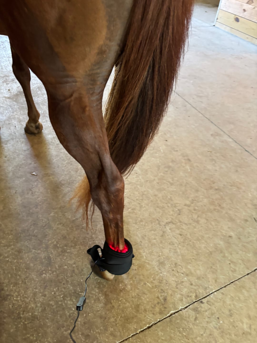 Customer photo review of HorseHalo™ HaloLegs Mini