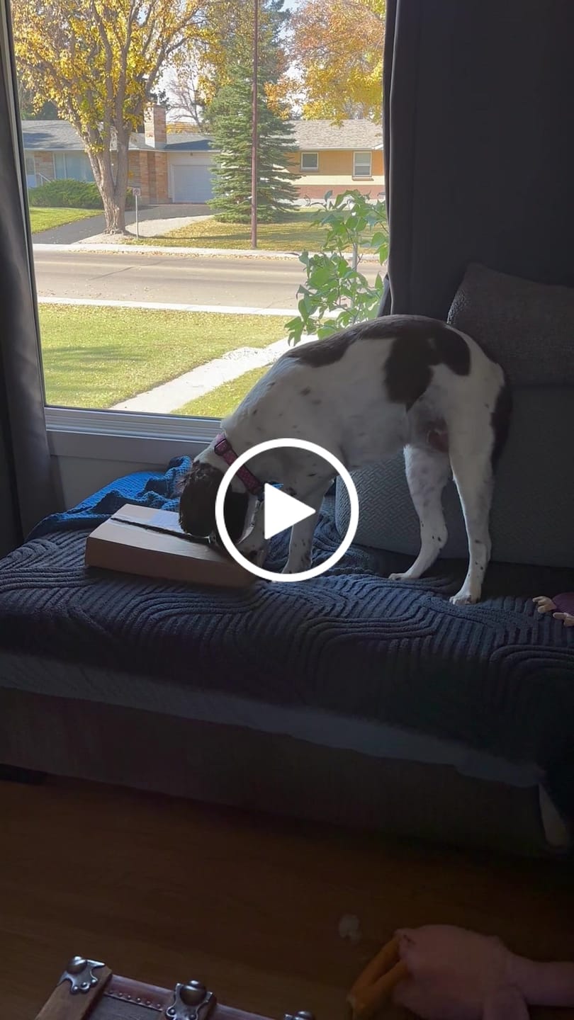 Customer video review of 12 Inch Standard Bully Stick