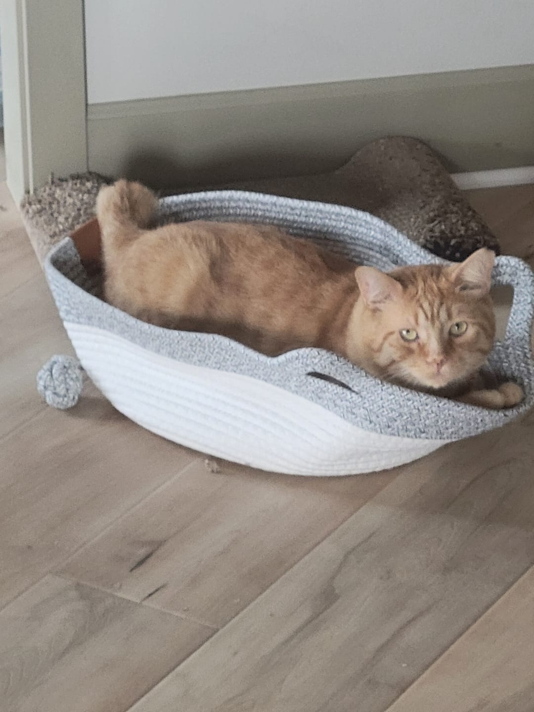 Customer photo review of Instinct Basket | Meet the first research-backed natural territory for indoor cats