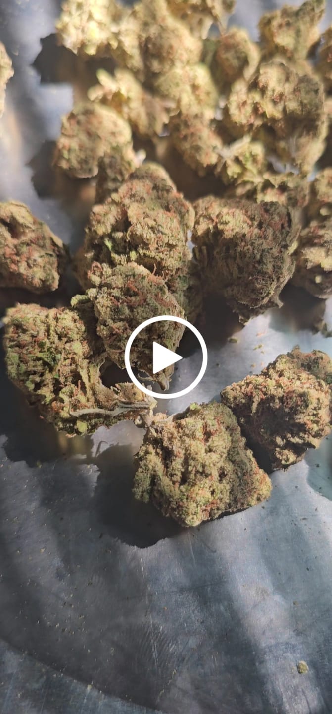 Customer video review of Grape God (Half-Price Wholesale Clearance)