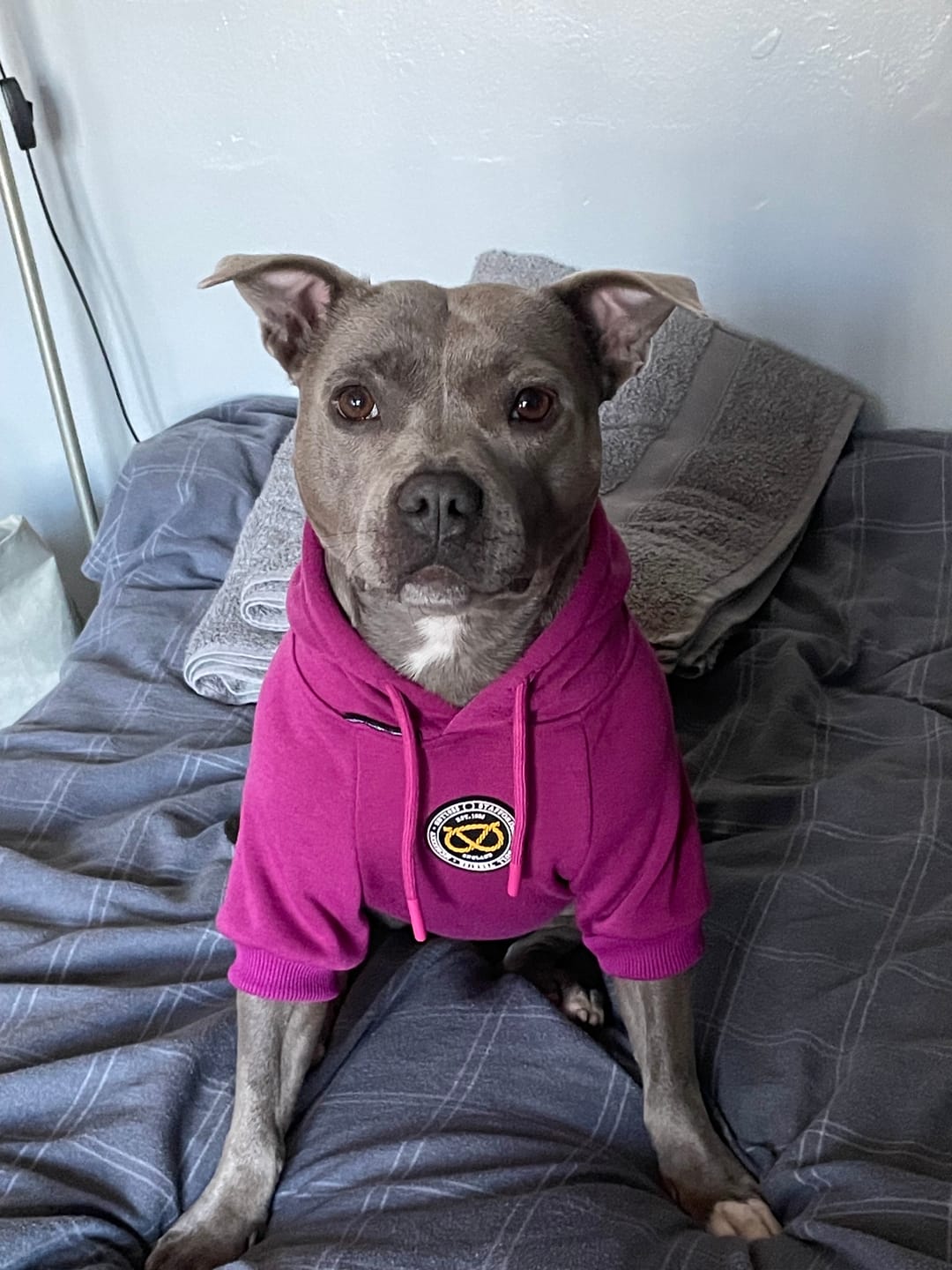 Customer photo review of Staffordshire Bull Terrier 1935® Hoodies - Purple