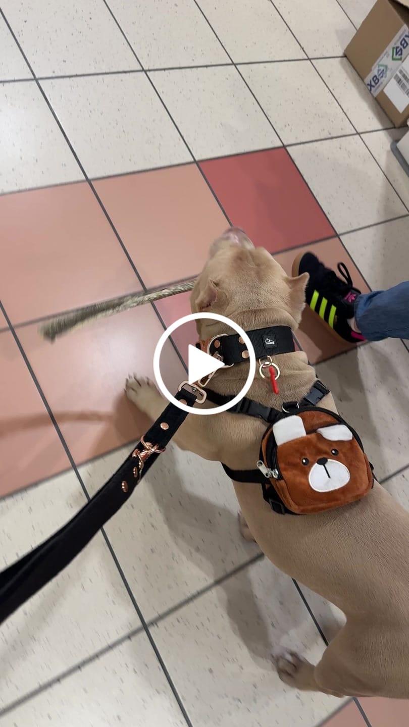 Customer video review of Smycz przepinana z dodatkową raczką - Multi Guard Leash Rose Edition Czarna