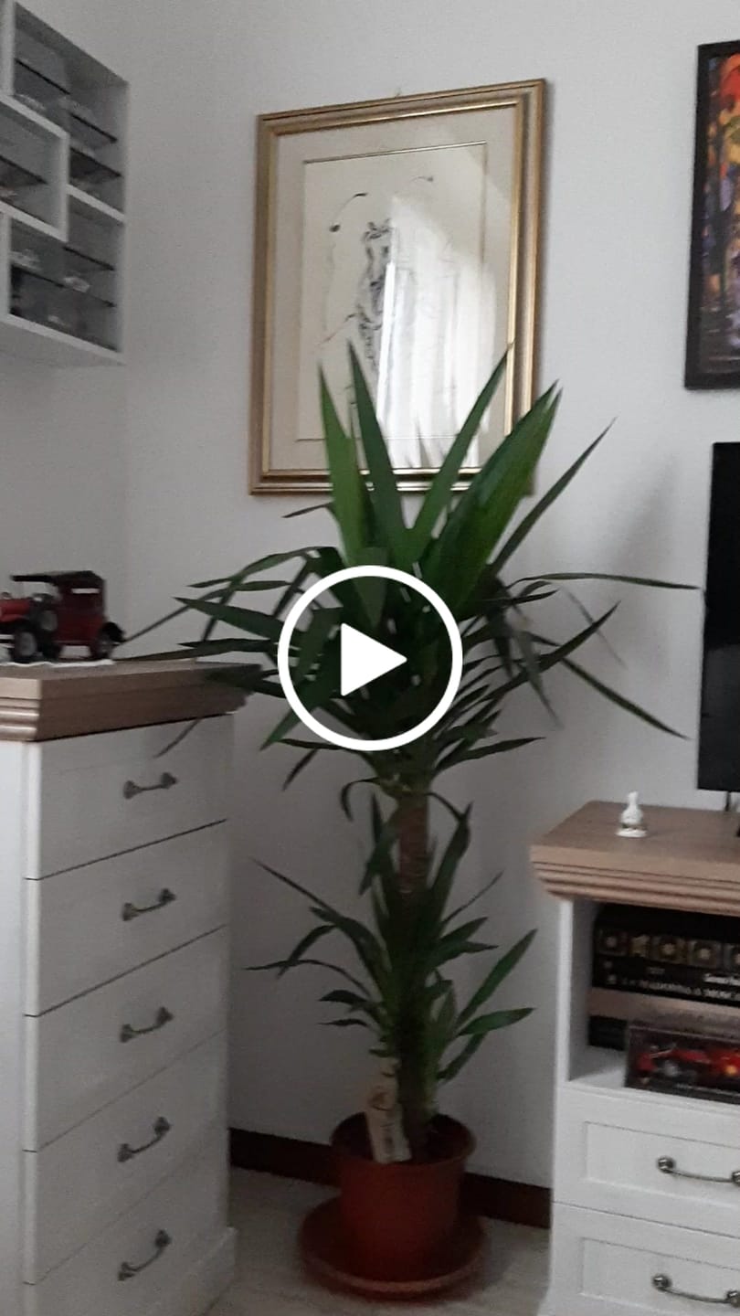 Customer video review of Passeggiate di sera