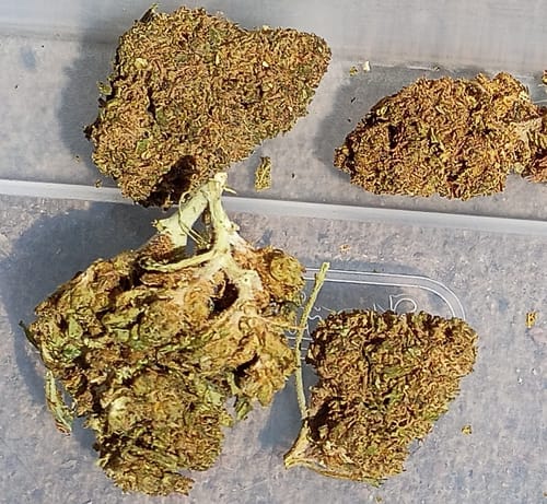 Customer's 1 Oz Cheap THCA Small Buds, showing several compact, textured, light-brown flower buds.