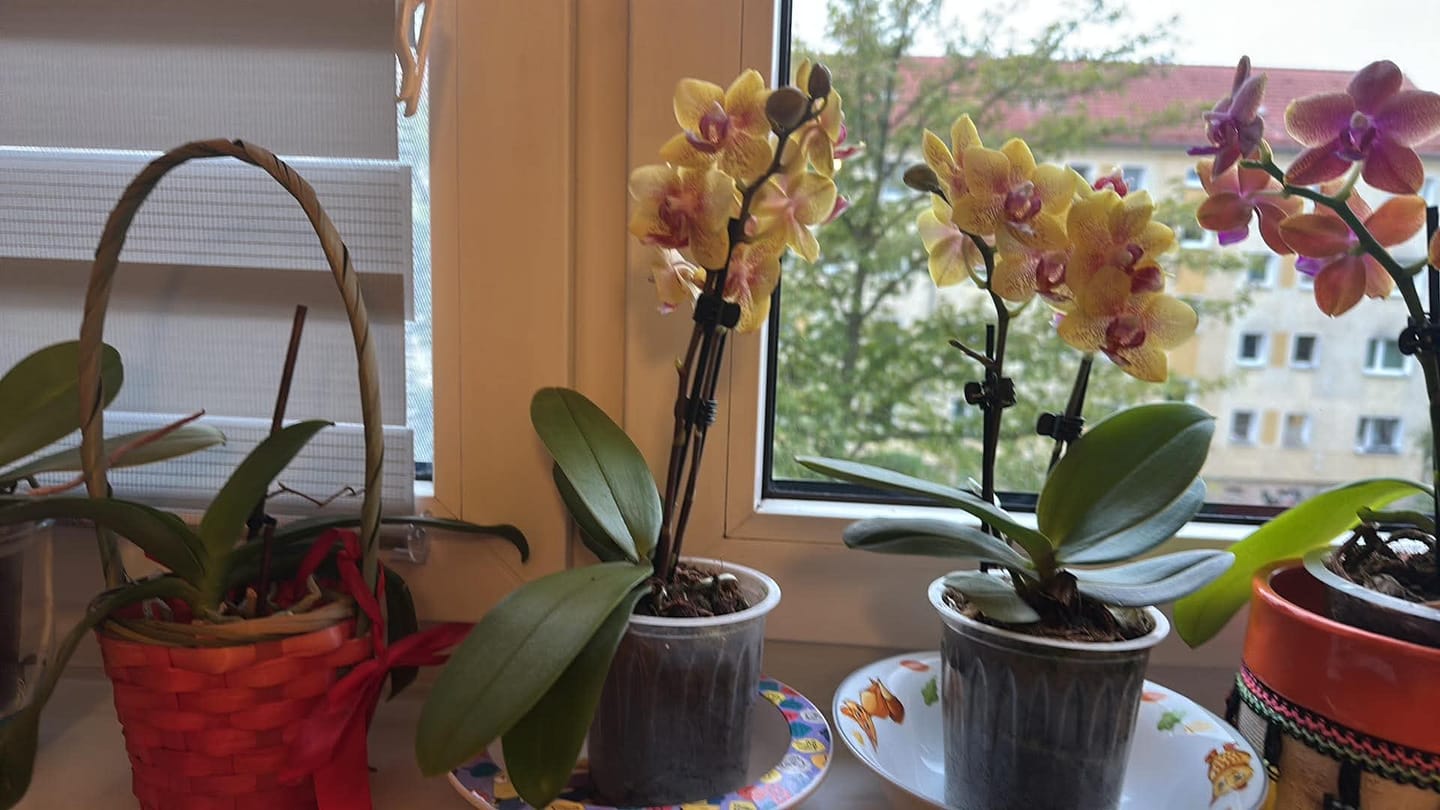 Customer photo review of Phalaenopsis Duftorchidee Bolgheri mit orangen Blüten und 2 Rispen