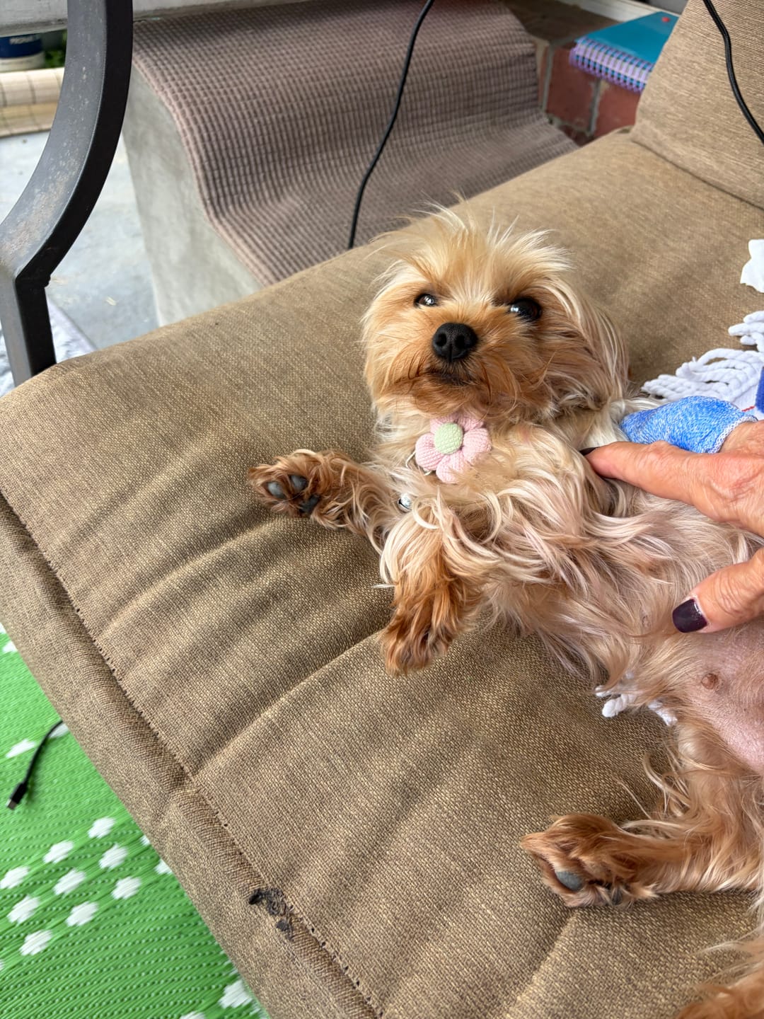 Customer photo review of Cute floral dog necklace