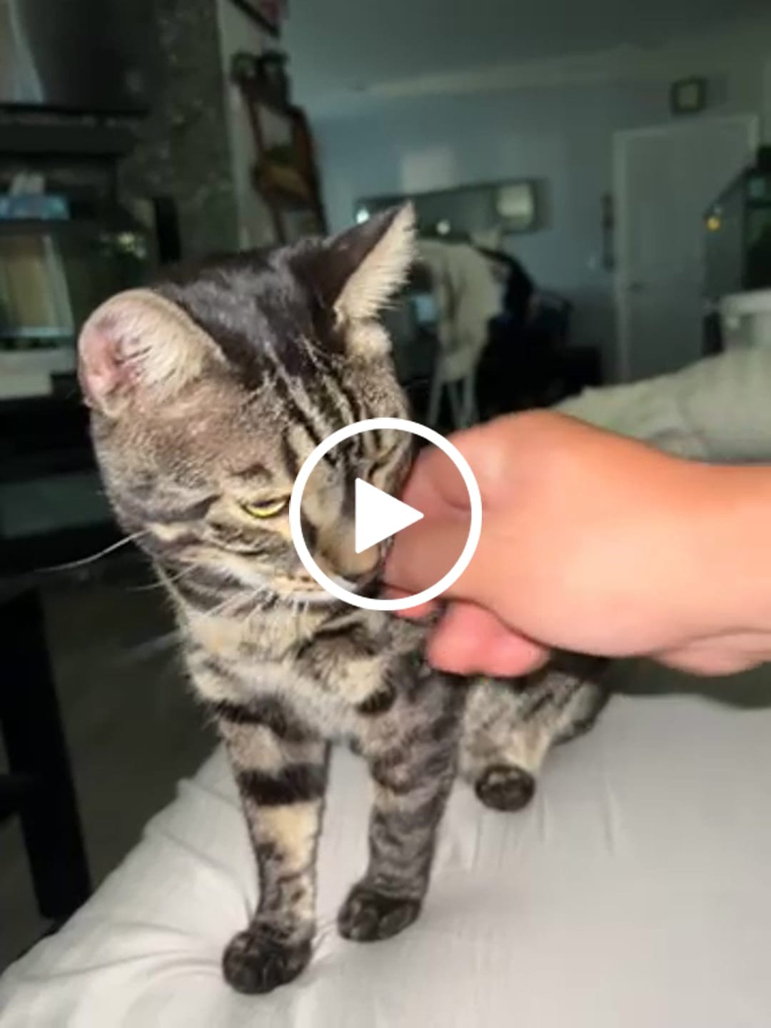 Customer video review of FurLife™ 12 Months Flea and Tick Free