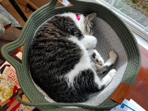 Customer photo review of Miova - Das natürliche Revier für deine Katze