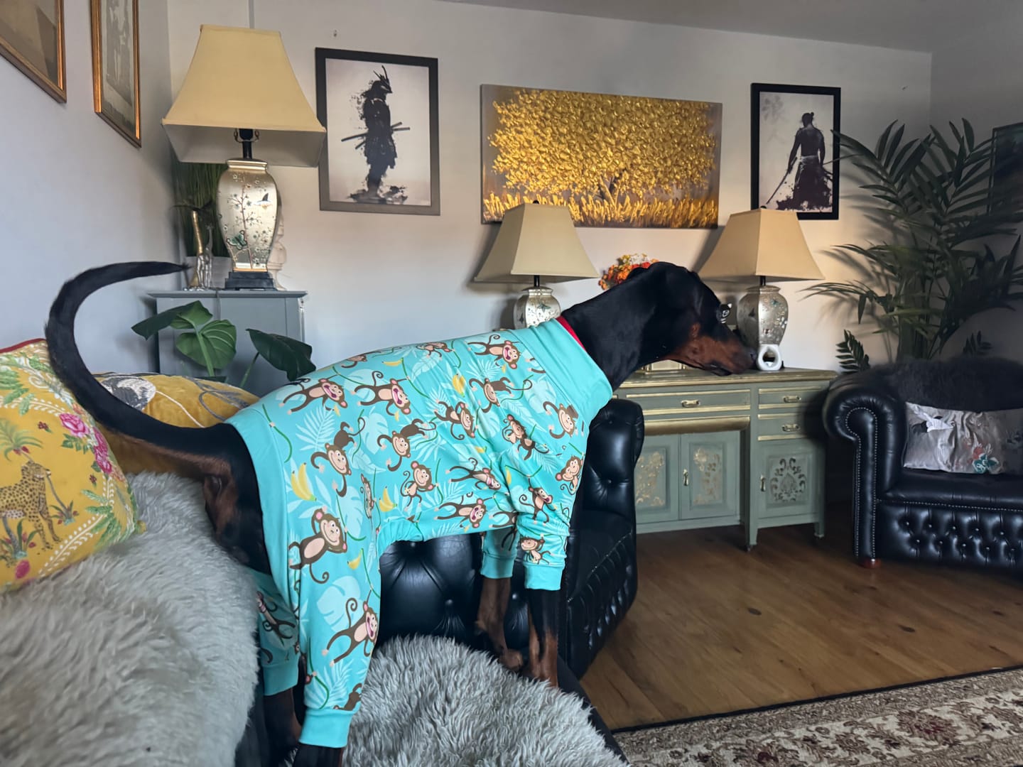 Customer photo review of Dog Pajama - Monkey Business