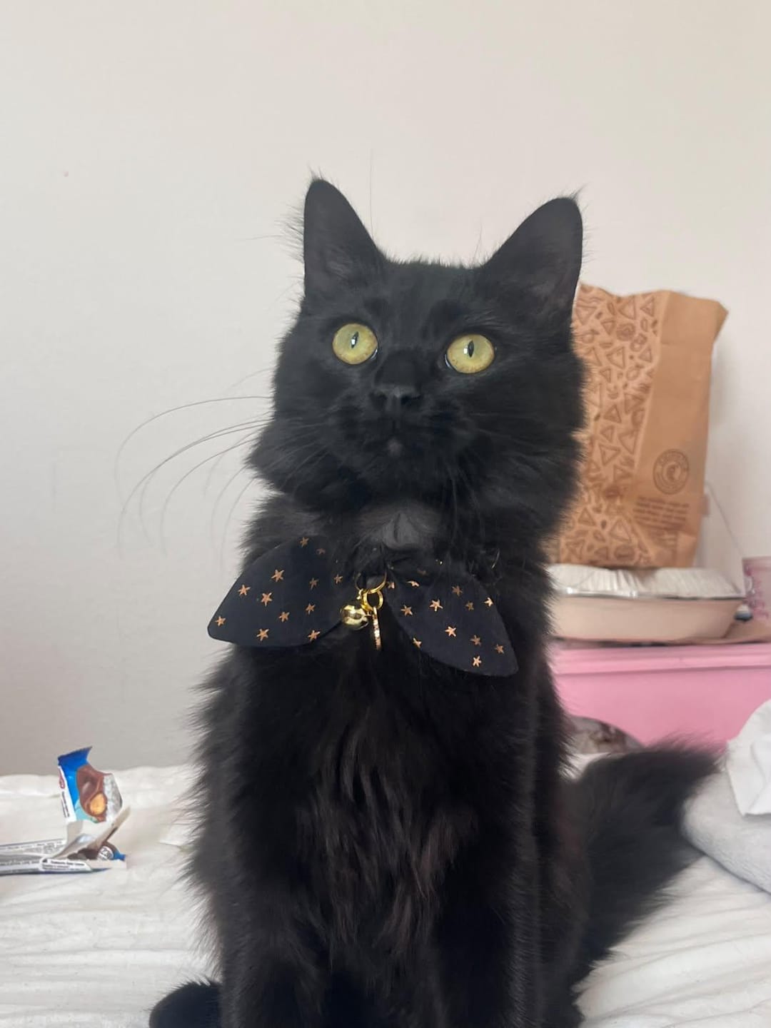 Customer photo review of Black Stars Print Cat Collar with Charm