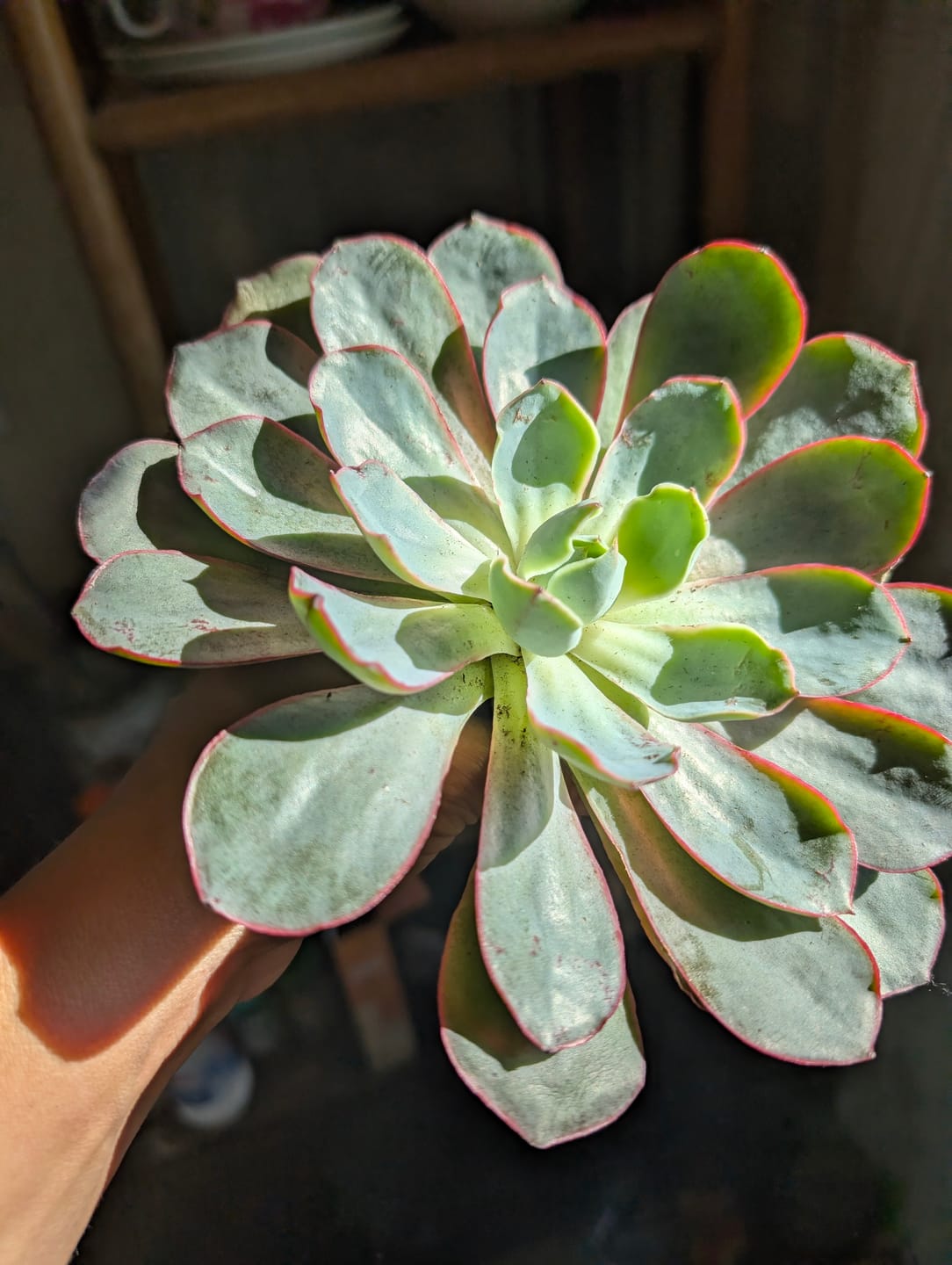 Customer photo review of Echeveria 'Afterglow'