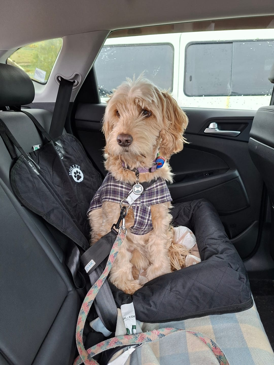 Customer photo review of Car Seat Cover