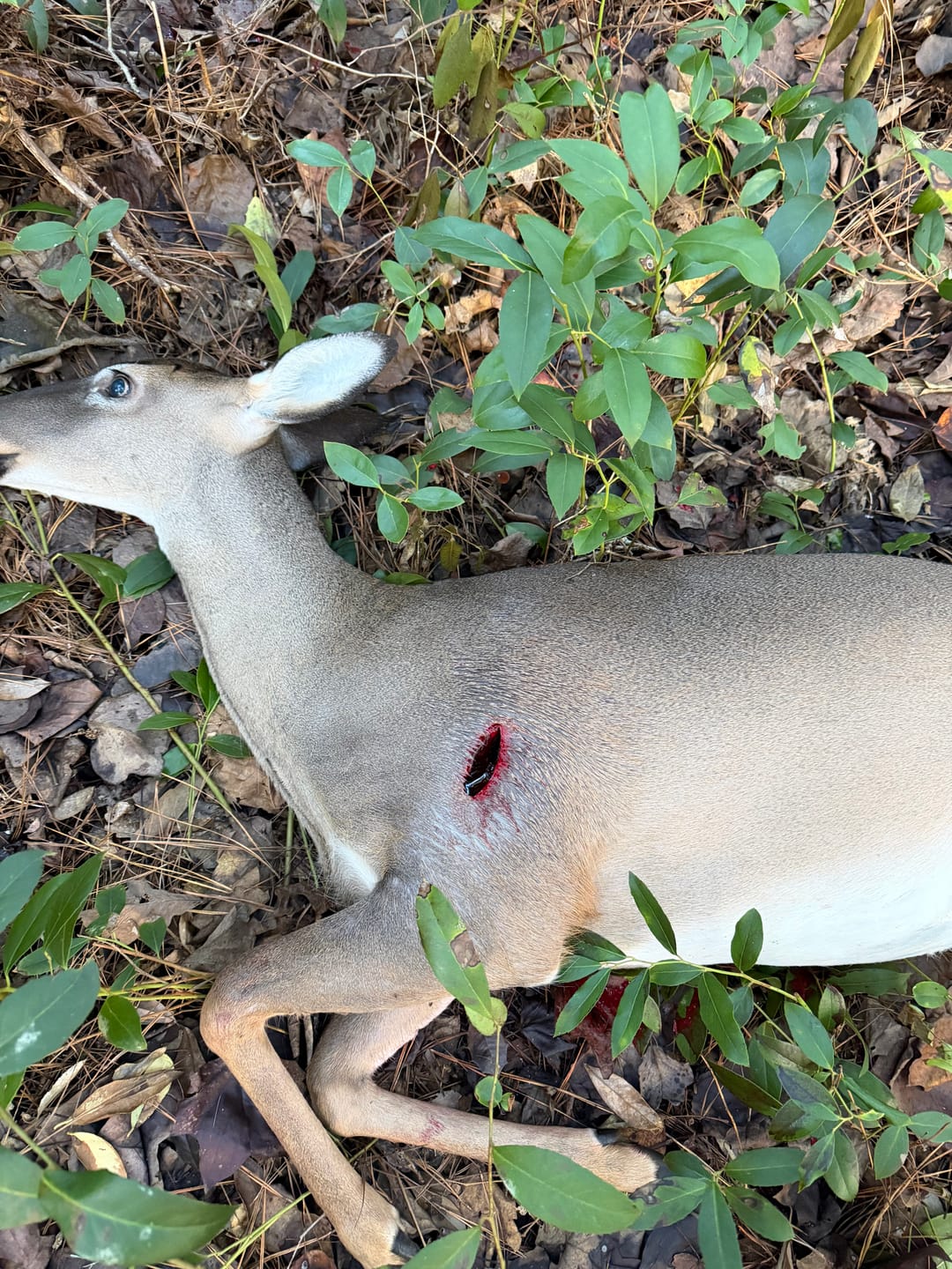 Customer photo review of TRUMP Broadheads