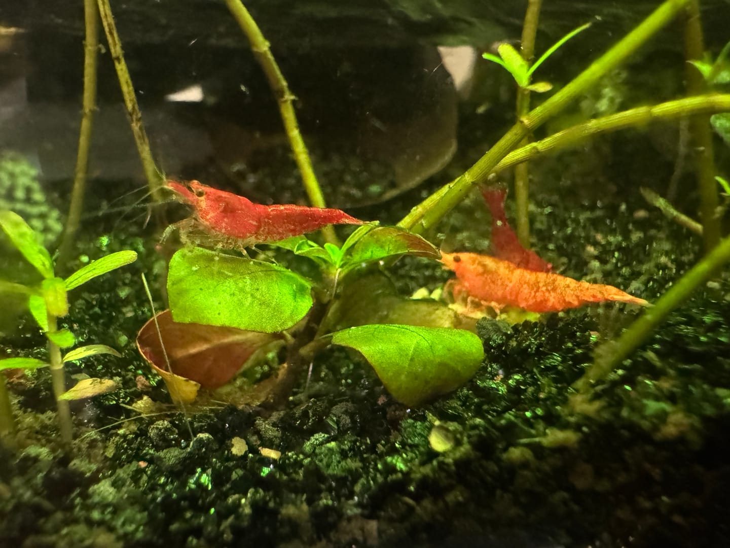 Customer photo review of Fire Red Cherry Shrimp (Bright Red Neocaridina)