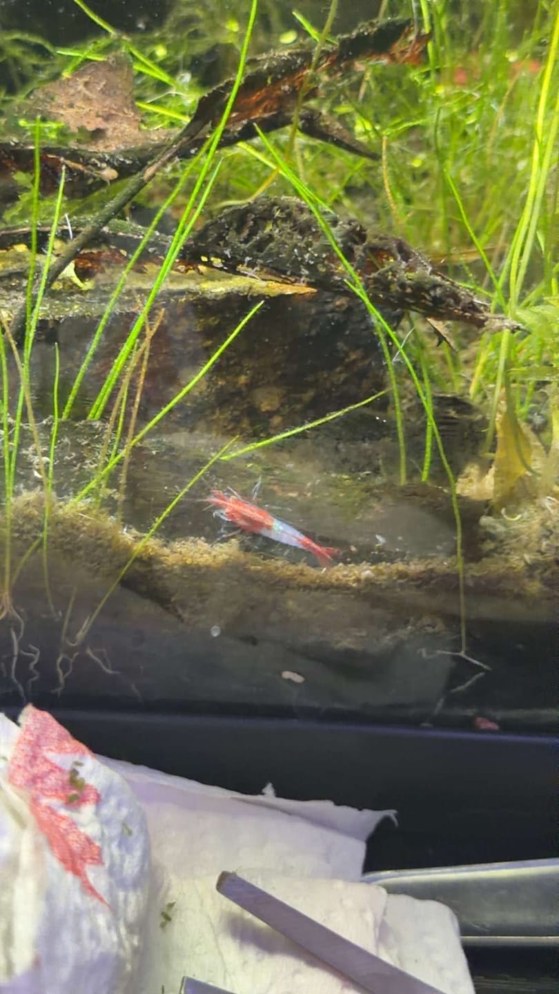 Customer photo review of Blue Red Rili Shrimp (Blue Razz Neocaridina)