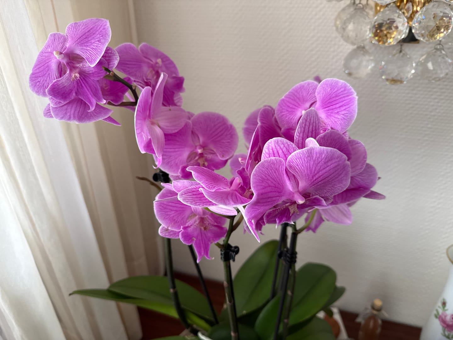 Customer photo review of Orchideenerde für das Wachstum
