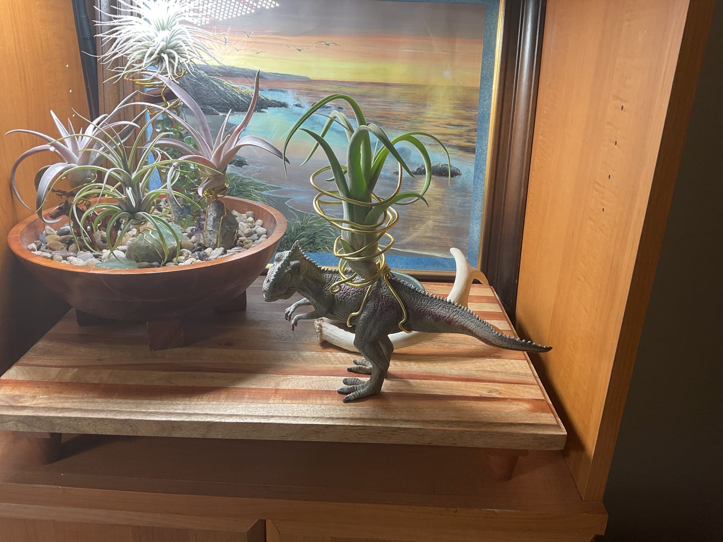 Customer photo review of Long John  (pseudobaileyi x intermedia)