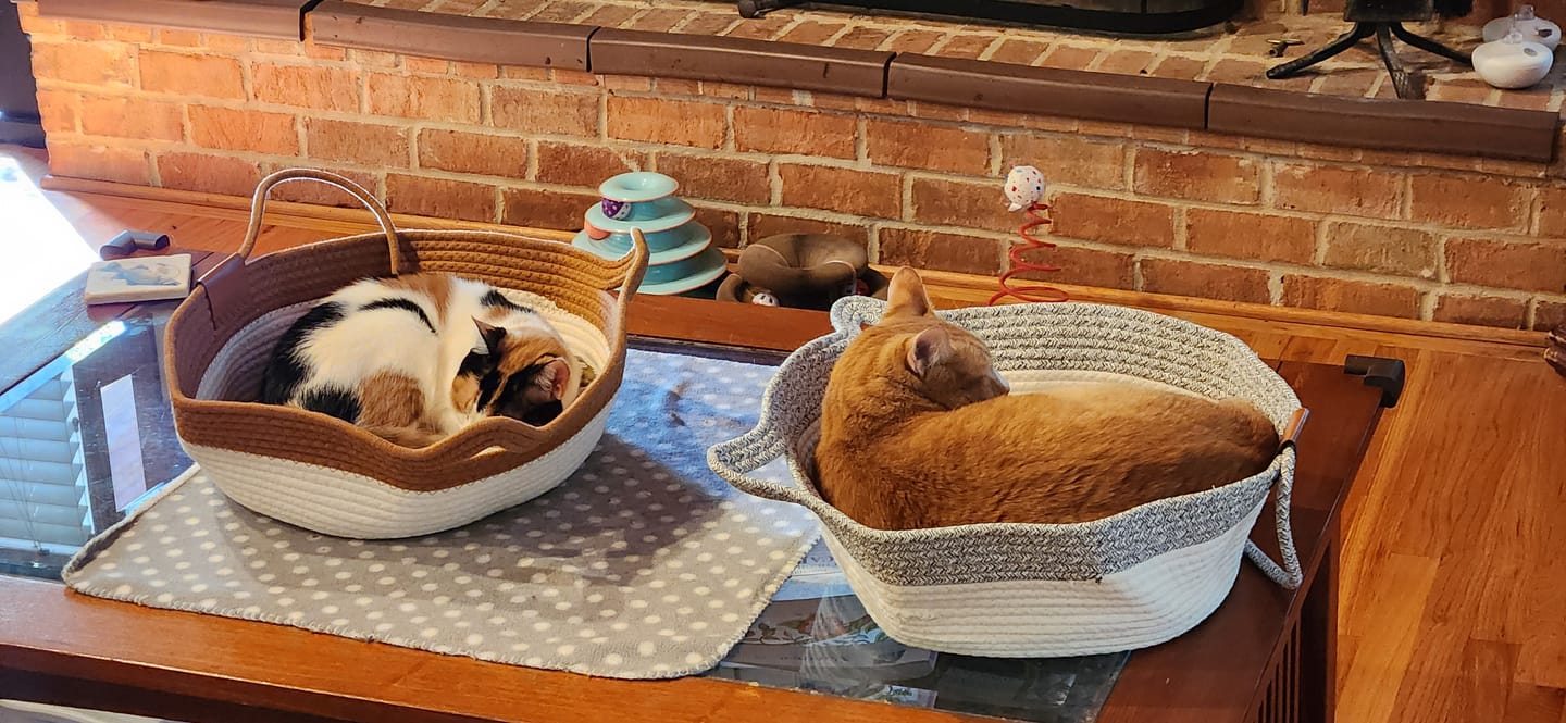 Customer photo review of Instinct Basket | Meet the first research-backed natural territory for indoor cats