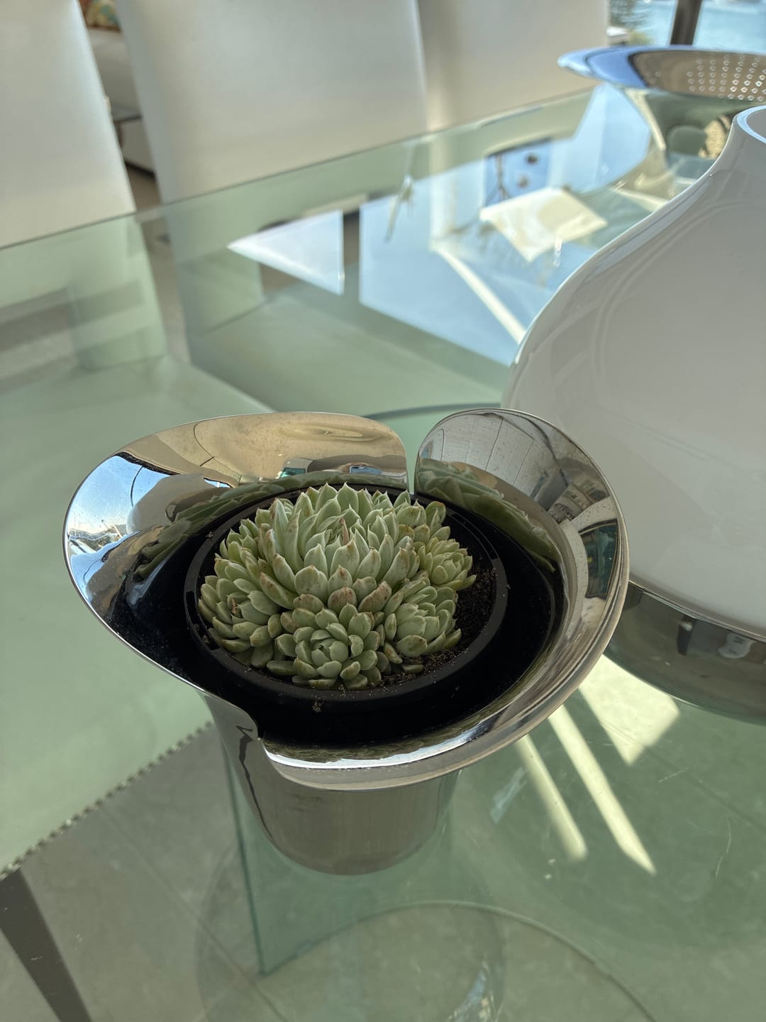 Customer photo review of Echeveria 'Iria' Variegated