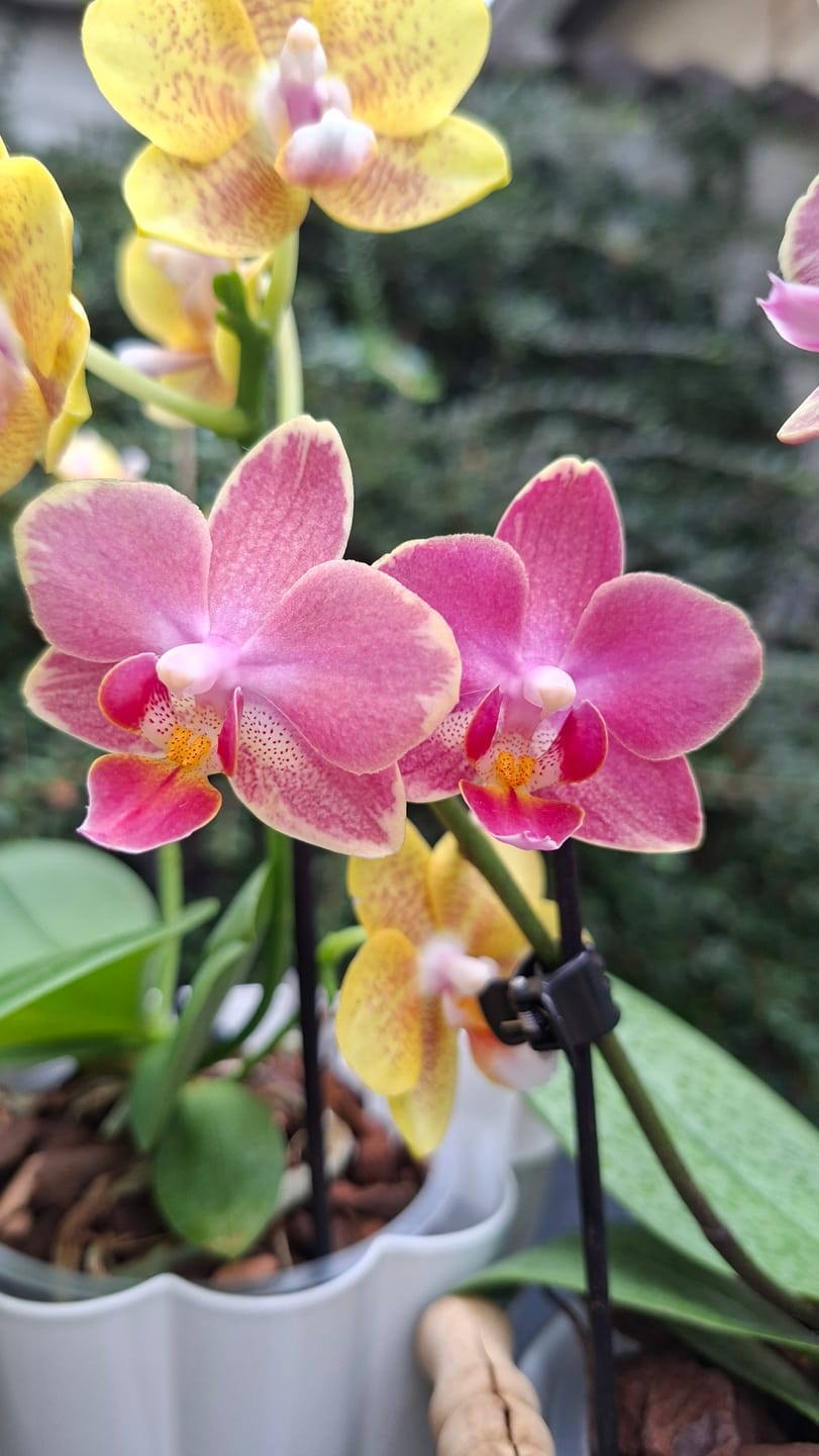 Customer photo review of Duftorchidee Table Dance Secret Fragrance mit rot-pinken Blüten und 2 Rispen