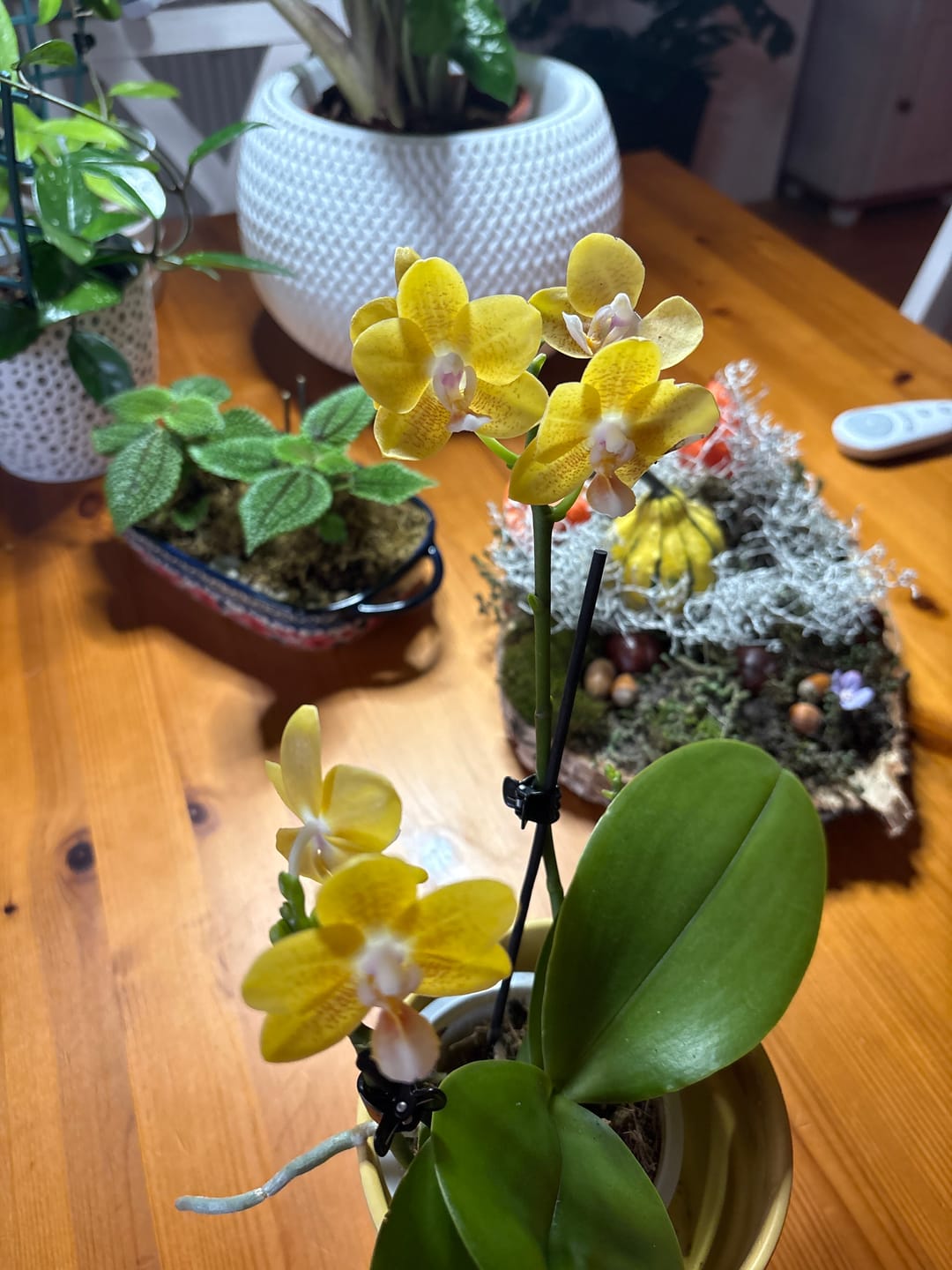 Customer photo review of Table Dance Sunny mit gelben Blüten und 2 Rispen