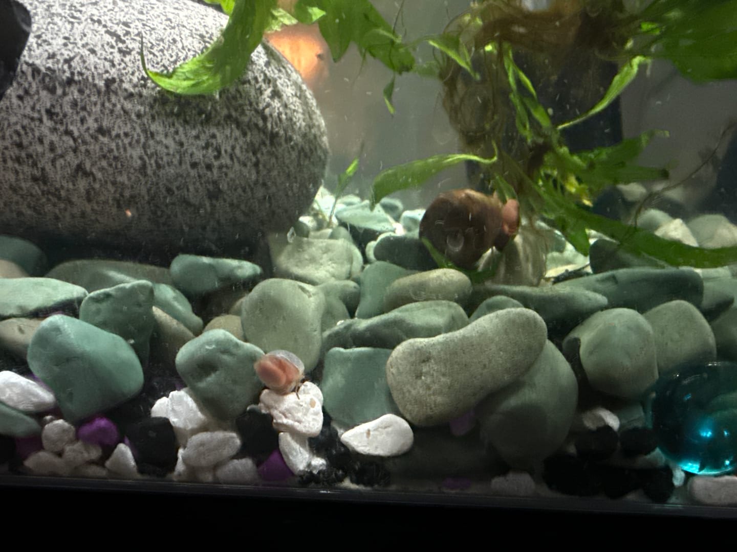 Customer photo review of RAMSHORN SNAILS (ASSORTED BLUE, PINK,GREY,GOLD)