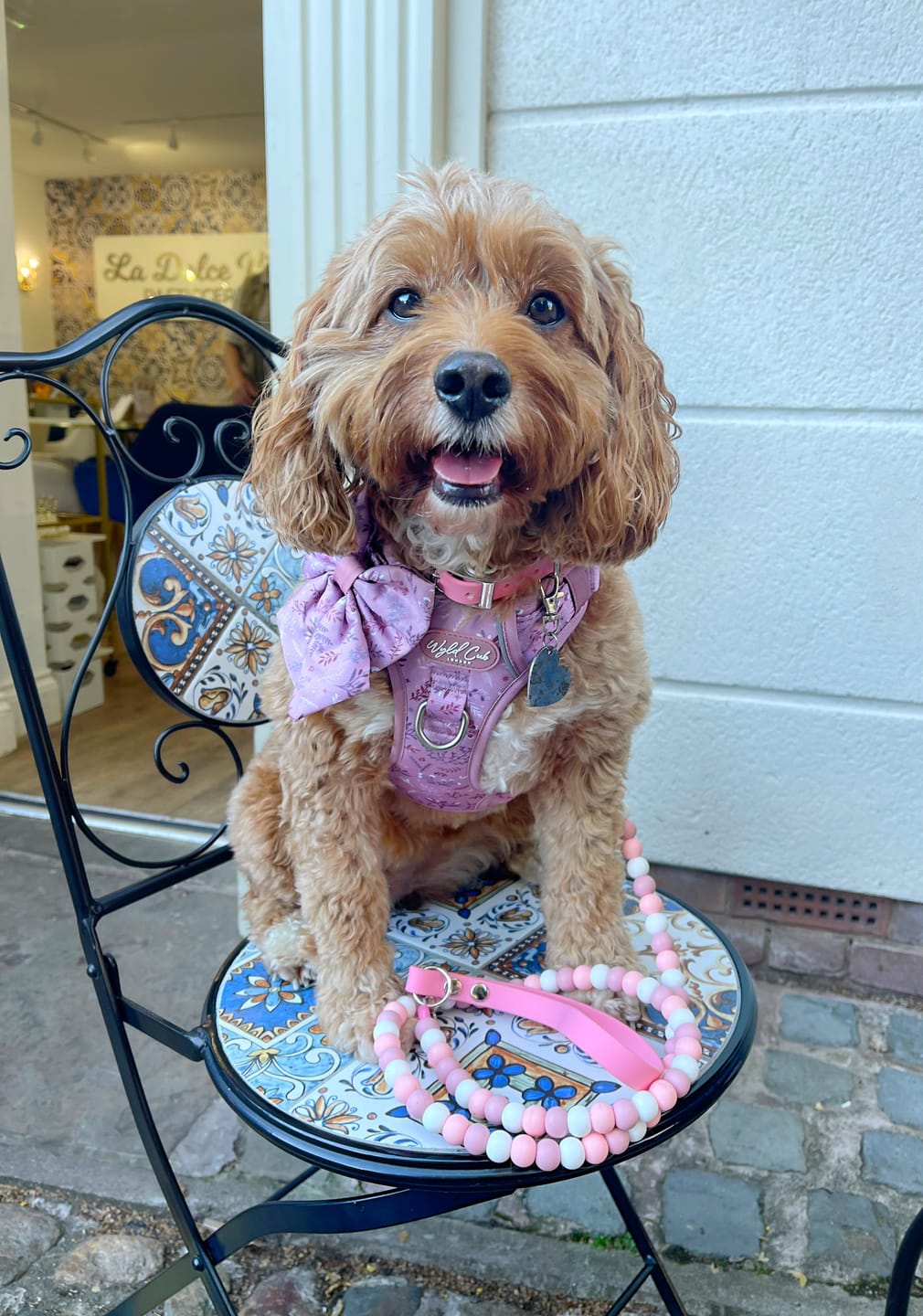Customer photo review of Adjustable Biothane Collar