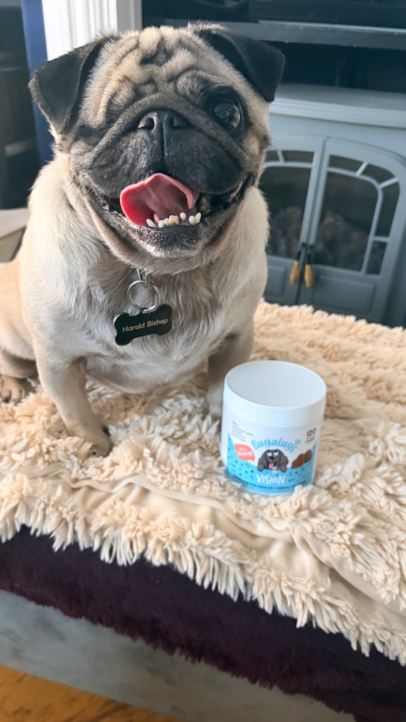 Customer photo review of Vision Supplement Chews for Dogs