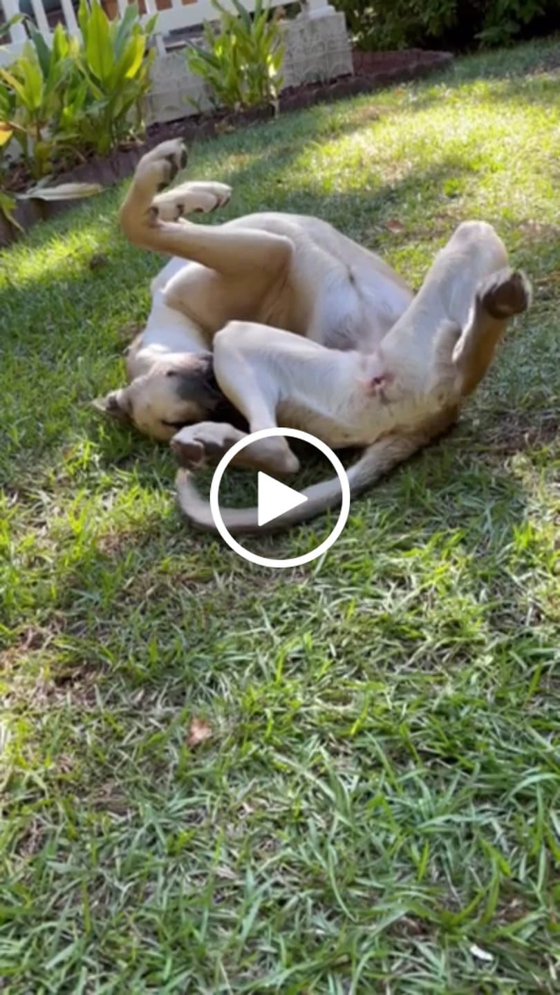 Customer video review of Medium Ostrich Cane (10" x 3"): The Long-Lasting, Flavor-Packed Chew for Medium & Large Dogs