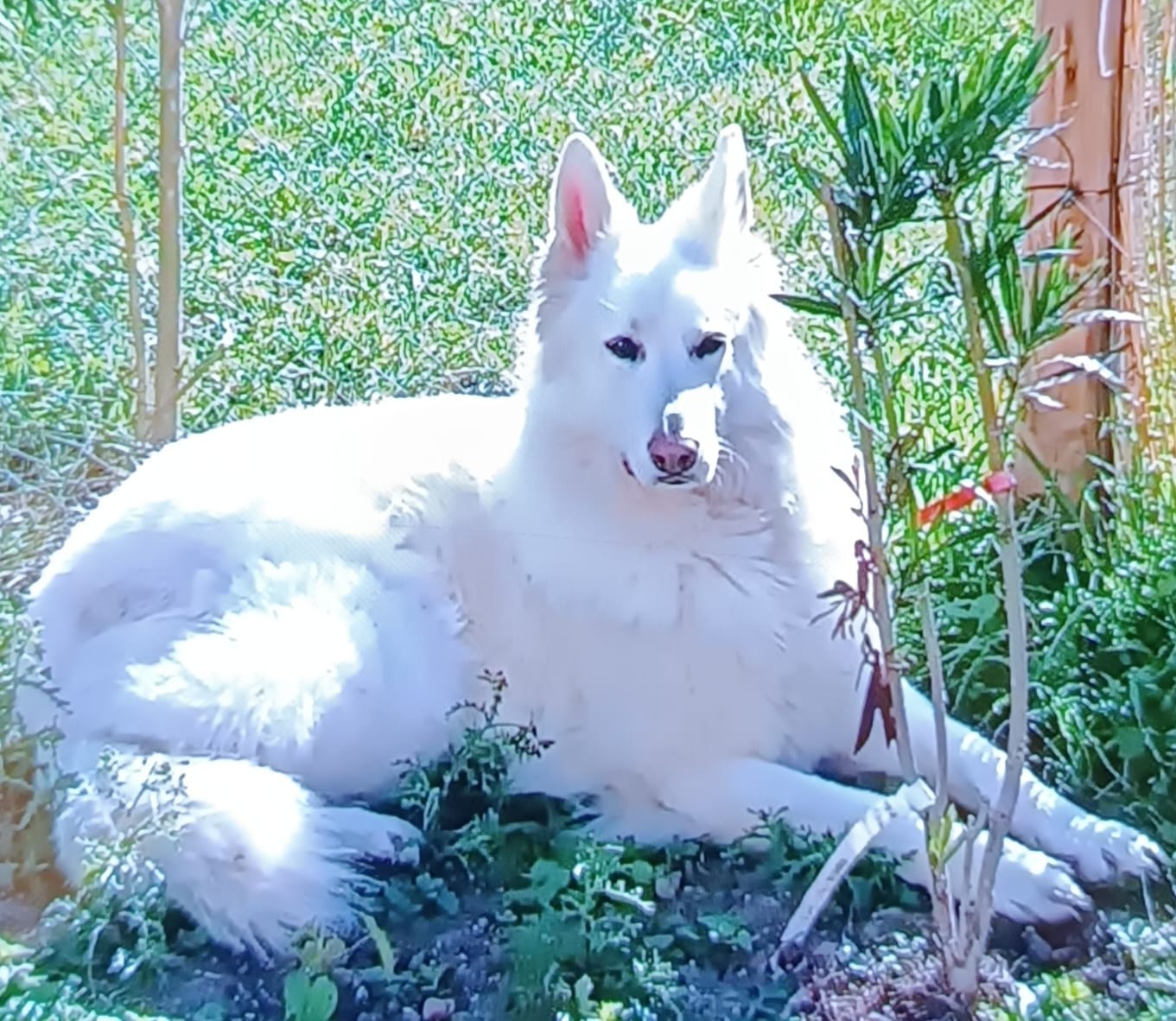 Customer photo review of Pâtée Volaille Fraîche & Légumes (x9) - Chien