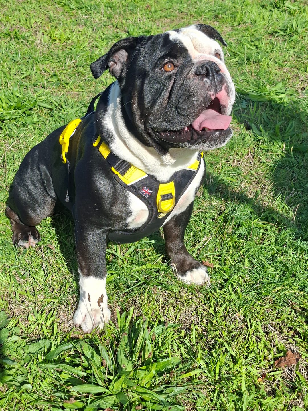 Customer photo review of Anti Pull Hurricane Harness Lighter | With Handle - Black X Yellow