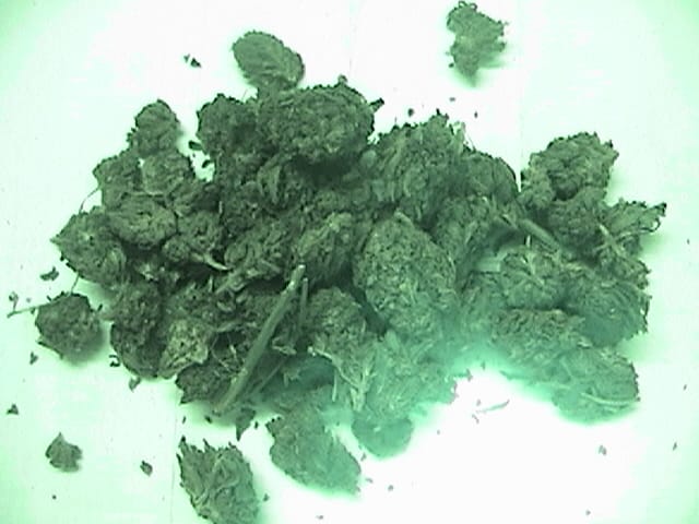 Customer photo review of Bulk THCA Flower Pounds