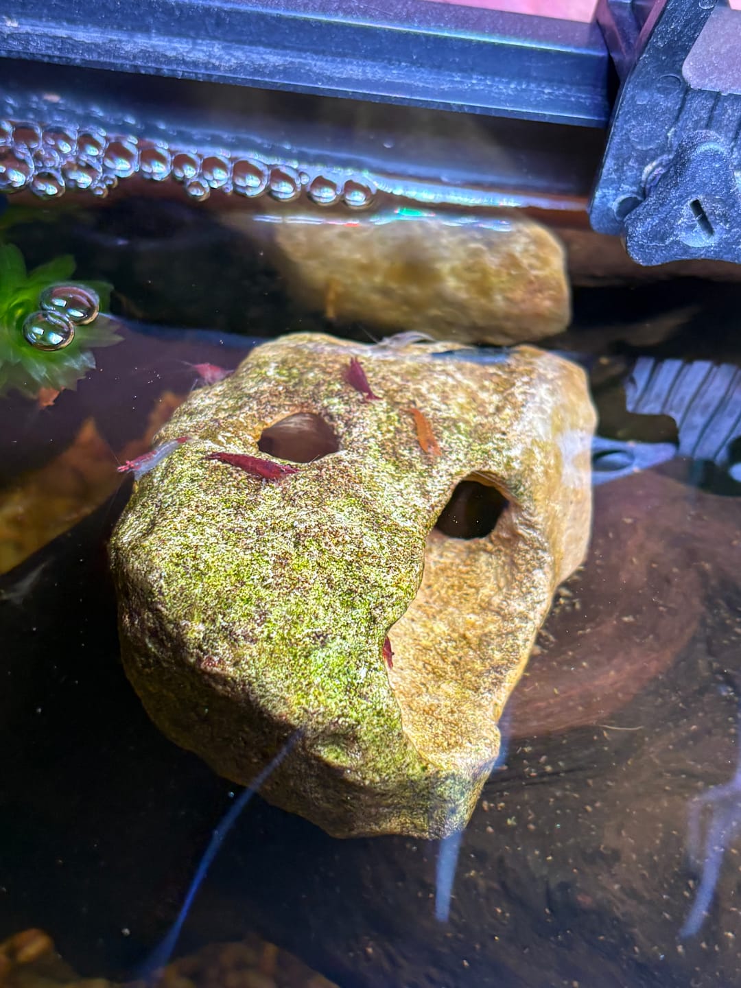Customer photo review of Neocaridina Skittles Shrimp Pack – Assorted Freshwater Colors