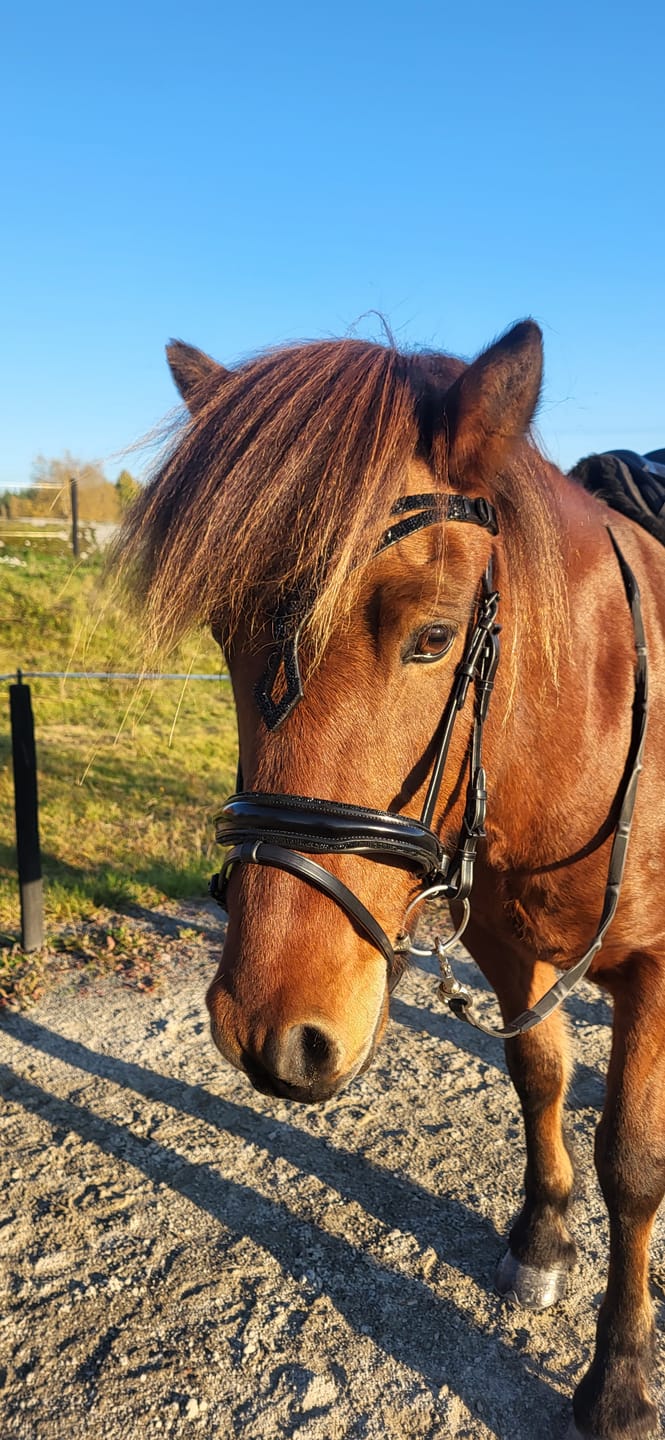 Customer photo review of Stirnriemen 'Aurora'
