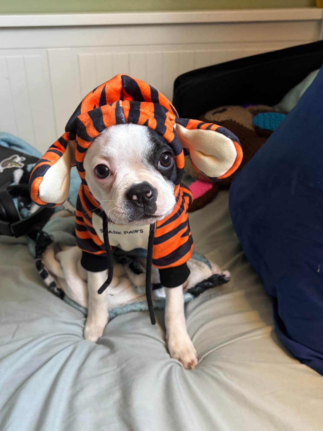 Customer photo review of Halloween Dog Hoodie - Tiger
