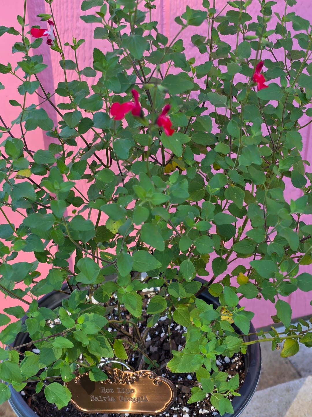 Customer photo review of Littleleaf Sage 'Hot Lips'