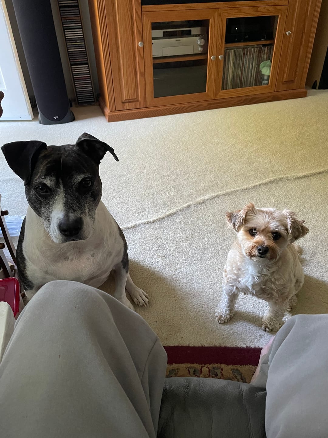 Customer photo review of Freeze-Dried Beef Liver Treats