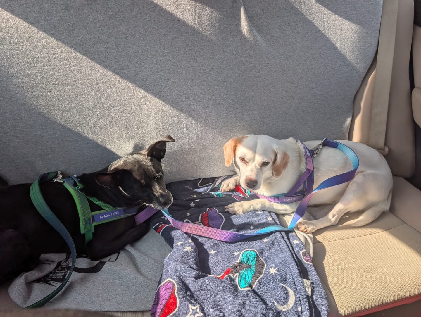 Customer photo review of Grab & Go Harness