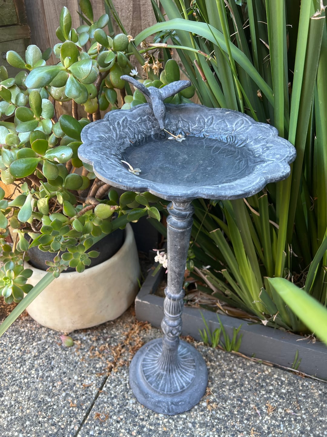Customer photo review of The Willowmere Grey French Provincial Pedestal Bird Feeder, Weathered Grey Cast Iron 58cm