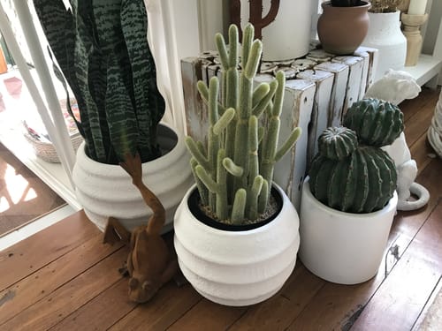 Customer's rust cast iron Major Ribbit frog statue displayed on a wooden surface next to potted plants.