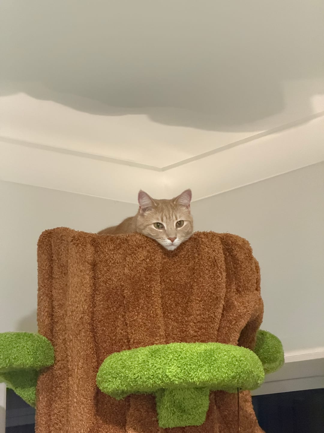 Customer photo review of Multi-Functional Tree Hollow Structure Cat Tree 230cm | Deluxe Multi-Cat Tower