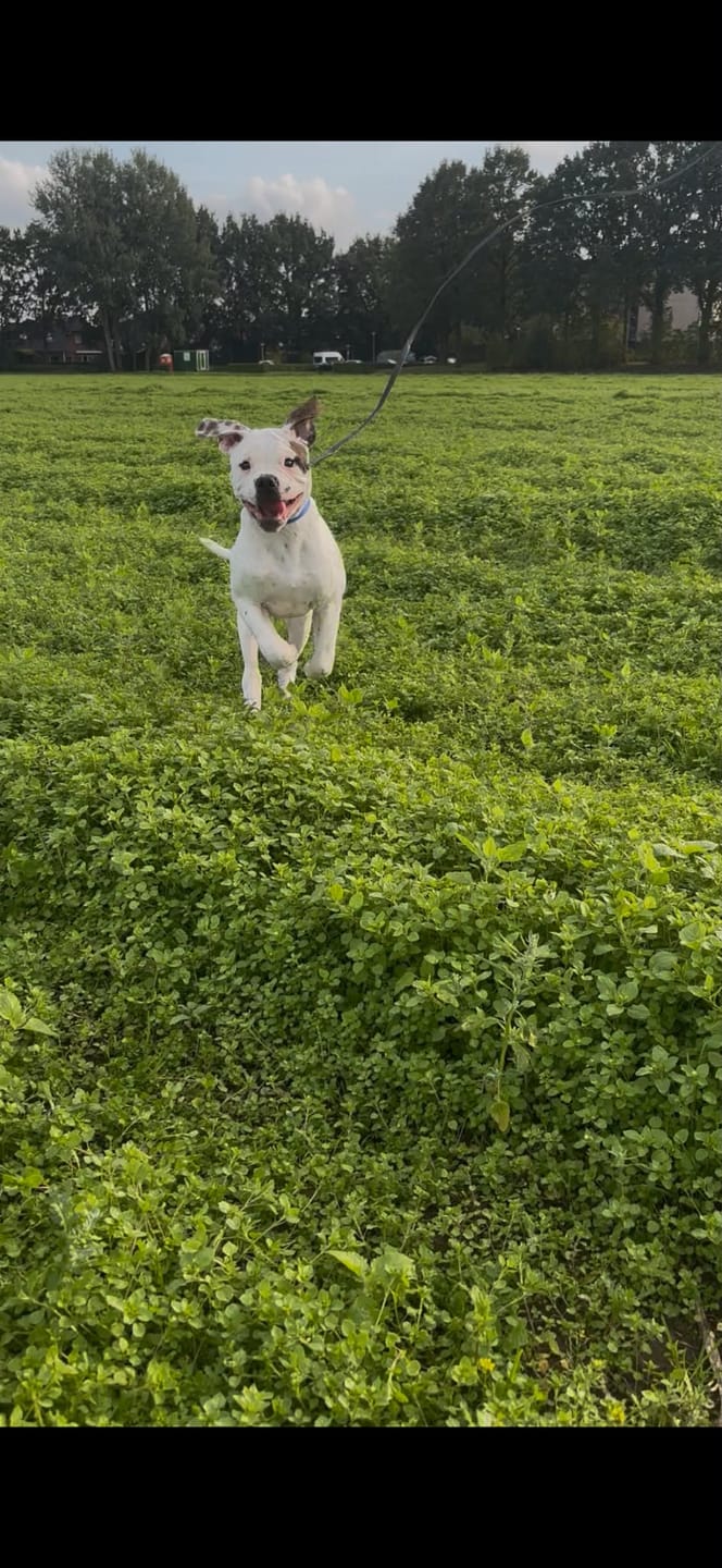 Customer photo review of 10m Recall Billowthane® Leash | Waterproof - Matte Black