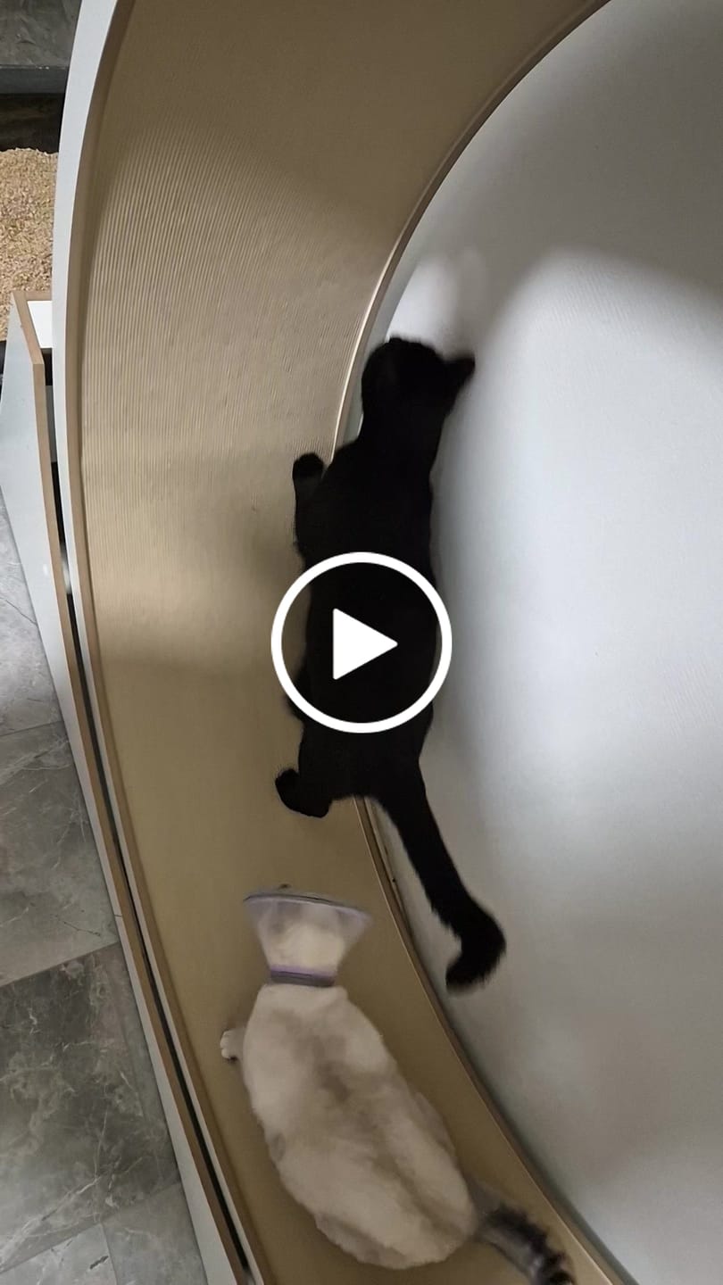 Customer video review of Elmato Katzenlaufrad Simba