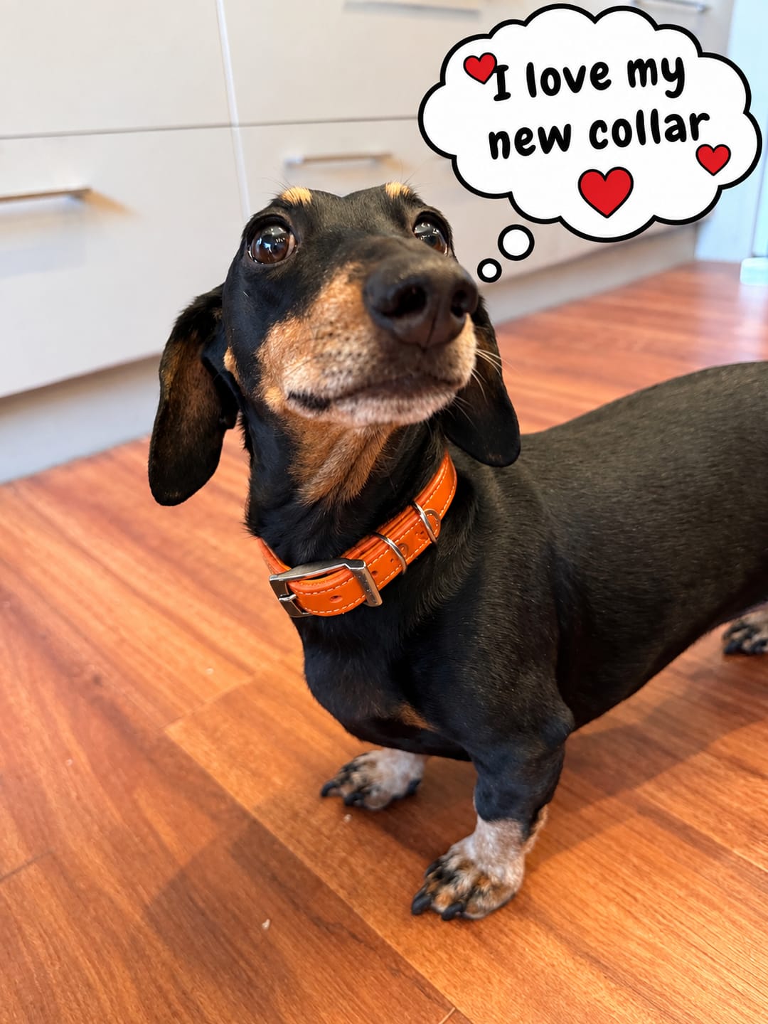 Customer photo review of Hand Made Leather Dog Collar - Tuscan Orange (Slim Fit)